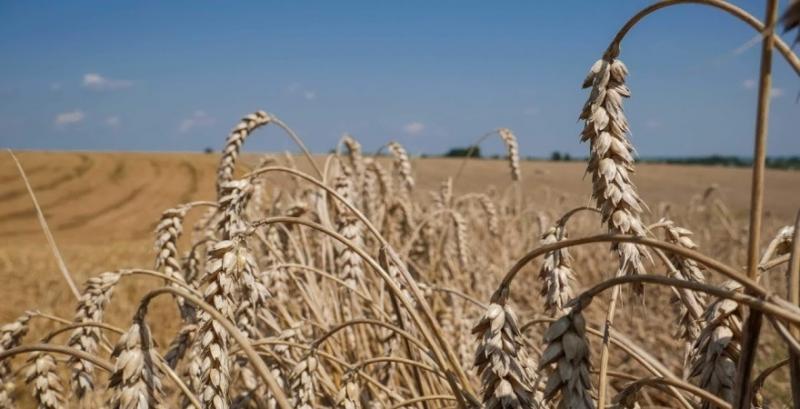 Експорт зерна з Херсонщини можуть заборонити — заява