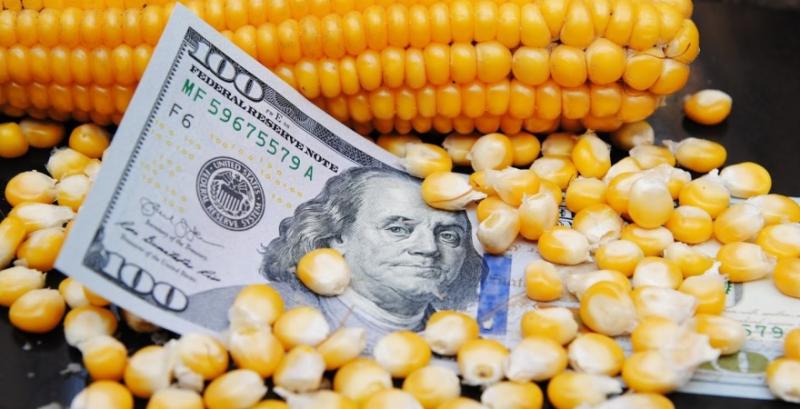 Трейдери розповіли про ціни на ринку фуражного зерна