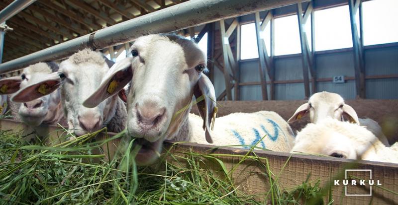 На Хмельниччині підприємство планує збільшити поголів’я овець вшестеро