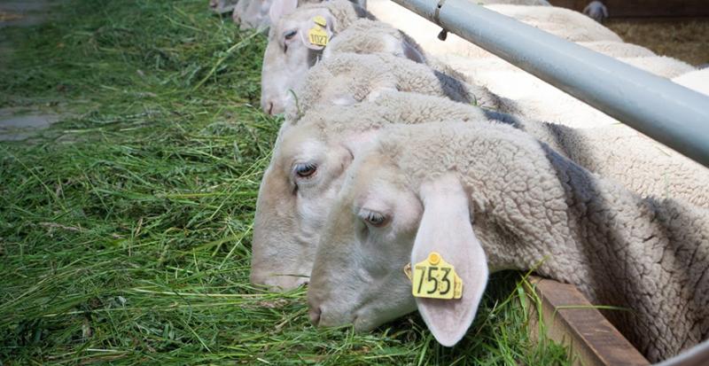 Господарство з Хмельниччини закупило понад 2 тисячі овець 