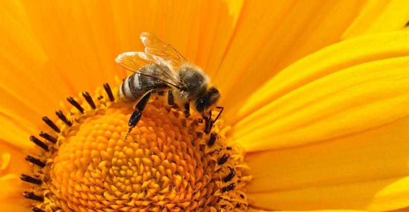 Пасічники Херсонщини користуватимуться онлайн-мапою для запобігання отруєнню бджіл