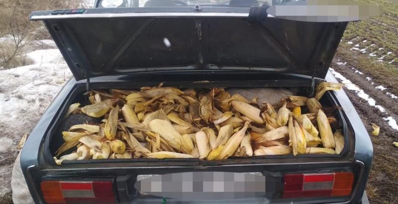 На Волині зловмисник вкрав у господарства понад 250 кг кукурудзи