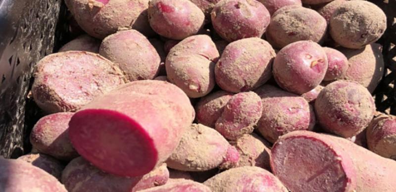 На Чернігівщині вивели екзотичну картоплю з фіолетовим та червоним м’якушем