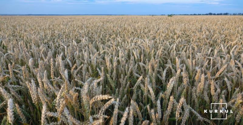 Україна експортувала майже 14 млн т пшениці