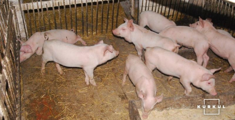 Українське свинарство може зникнути через нарощення імпорту м’яса