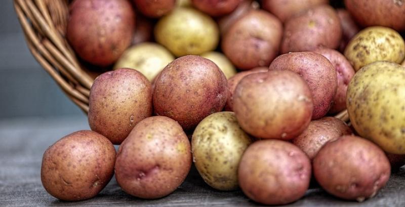 Україна від початку року імпортувала майже 60 тисяч тонн картоплі