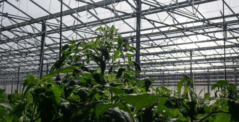 Громада з Полтавщини планує створити аграрне підприємство