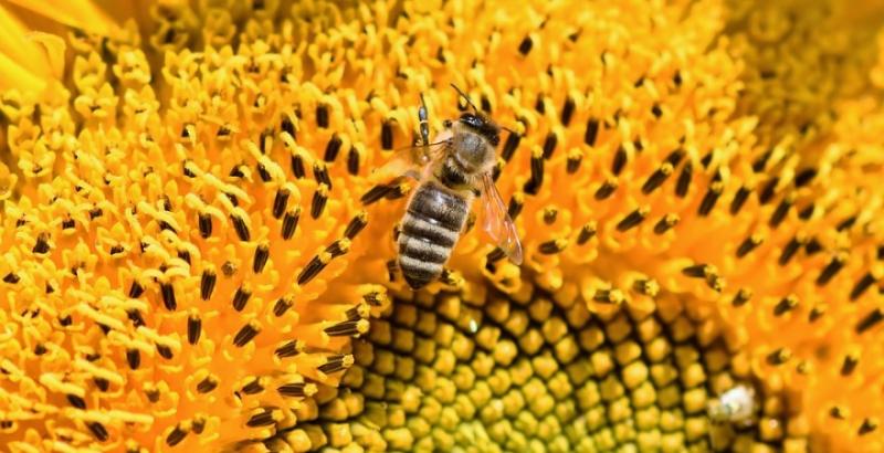 Кіровоградських аграріїв та бджолярів закликають до взаємодії