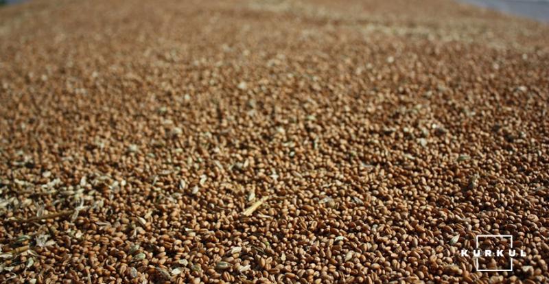 Донеччина збільшила запаси зернових культур на понад 14% 