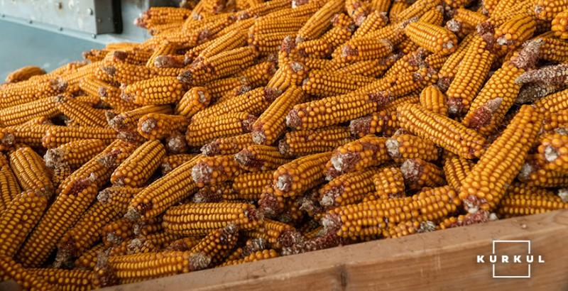 Фахівці прогнозують подальше зниження цін фуражного зерна