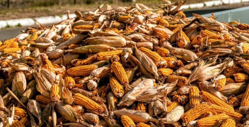 Україна експортувала майже 16 млн тонн кукурудзи
