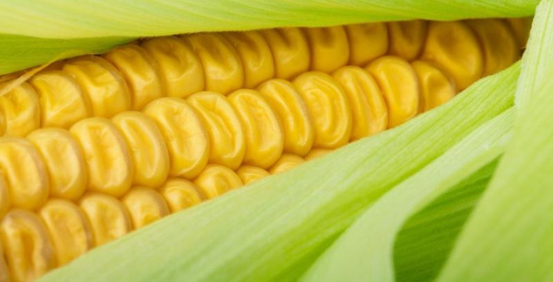 Фермери переходять на вирощування солодкої кукурудзи в теплицях