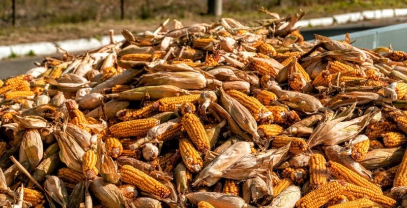Фуражна кукурудза дешевшатиме під впливом світових чинників