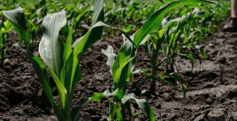 Площі посівів кукурудзи в США будуть значно нижчими, ніж очікував ринок — Карен Браун