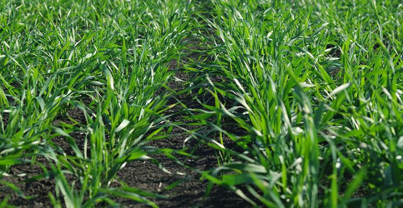 Через несвоєчасний захист озимих втрати врожайності можуть сягнути понад 10% — UKRAVIT