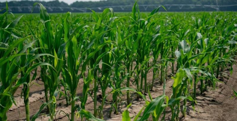 В США стартувала посівна кукурудзи