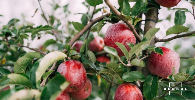 В НААН назвали найстійкіші до посухи сорти яблунь
