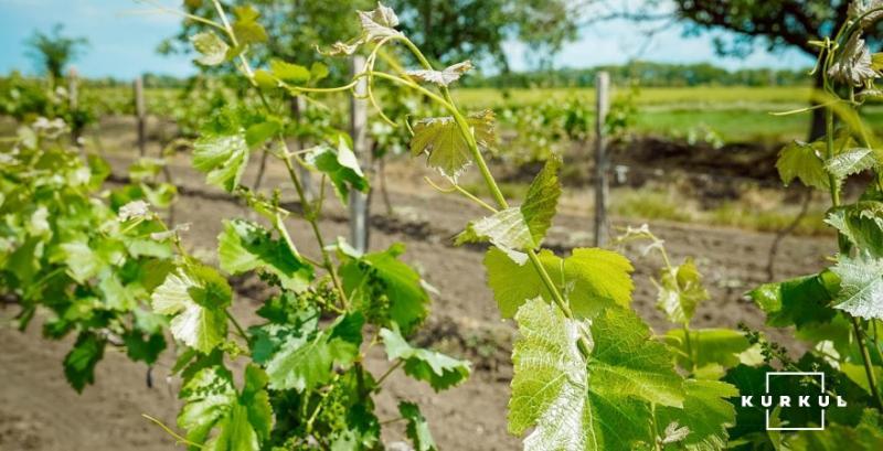 Садівники Одещини стали вирощувати менше винограду