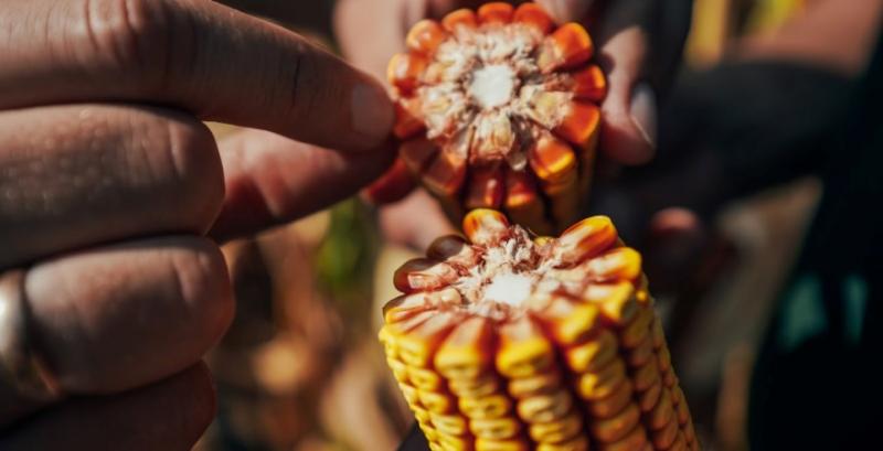 Україна знизить експорт кукурудзи — USDA