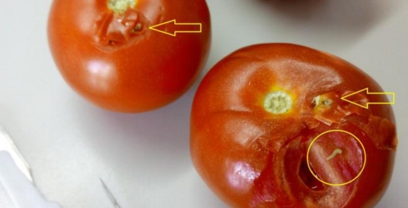 В Чернівецькій області затримали вантаж томатів зі шкідливими організмами