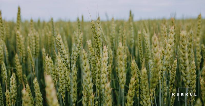 Дніпропетровщина посіла перше місце у всеукраїнському рейтингу виробників сільгосппродукції