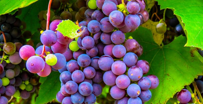 При несвоєчасному захисту винограду від шкідника можна втратити 100% урожаю — фахівець