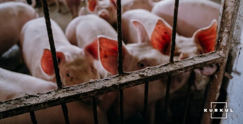 Ціни на живець свиней — прогноз на 19-25 квітня