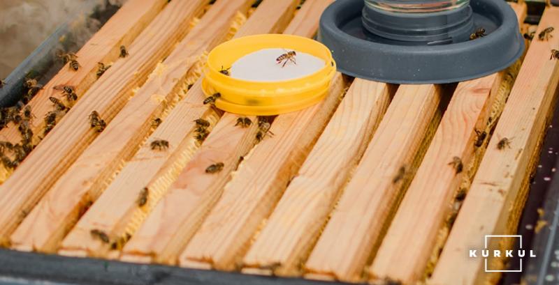 Експерт порадив, чим найкраще підгодувати бджіл навесні