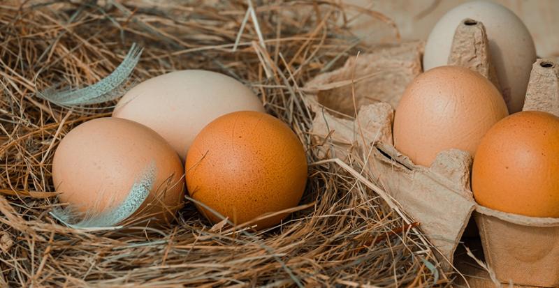В Україні продовжує скорочуватися виробництво яєць
