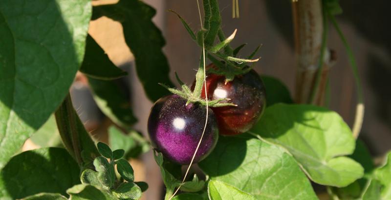 В Уманському тепличному комбінаті почали вирощувати фіолетові томати