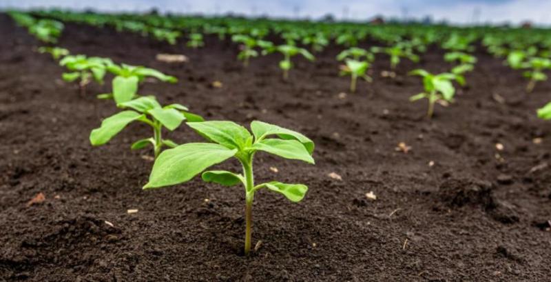 Фахівець порадив гербіцидні рішення для соняшника при вирощуванні в умовах нестачі вологи