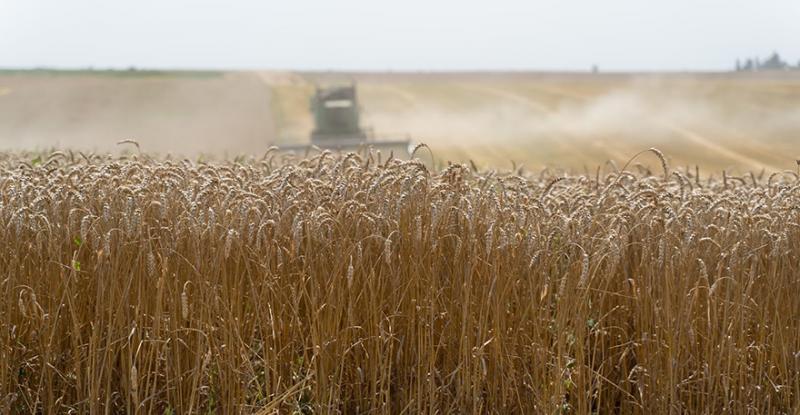 Валовий збір зерна у 2021 році складе понад 70 млн т — ННЦ