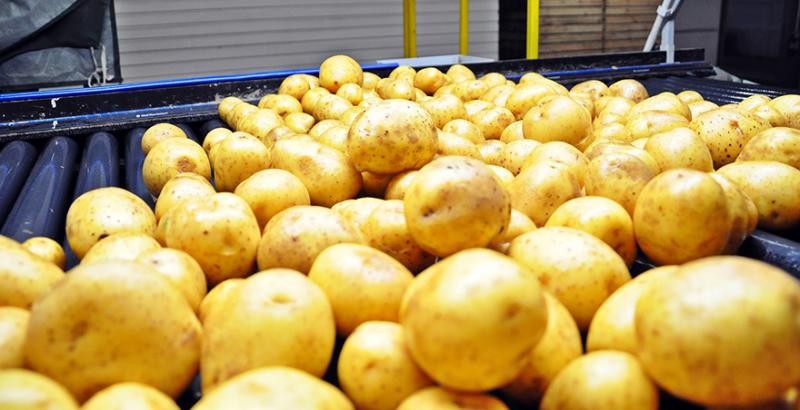 Фермерське господарство Франції впровадило оптичне сортування картоплі та цибулі