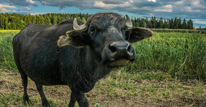 До проєкту Дороги смаку долучається буйволина ферма із Чернігівщини