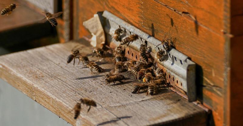 На Вінниччині масово гинуть бджоли через отруєння пестицидами