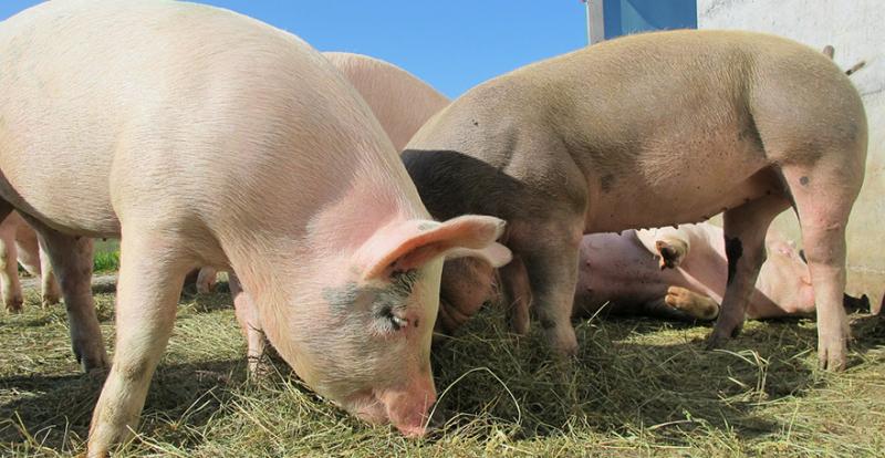 Напередодні свят живець свиней подорожчав майже на 3% — АСУ