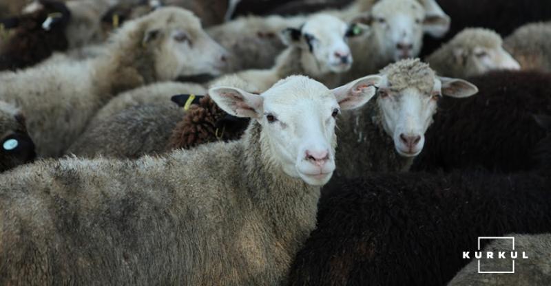 В Україні на 5% скоротилося поголів'я кіз та овець — Держстат