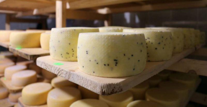 На Прикарпатті виготовляють унікальний сир по-швейцарськи