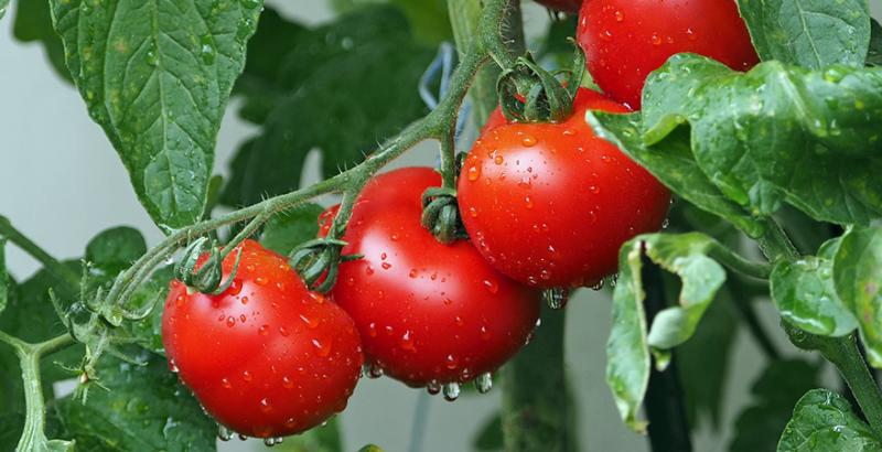 У світі поширюється новий небезпечний вірус томатів