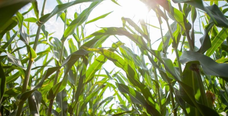 Аграрії США прискорили темпи сівби кукурудзи