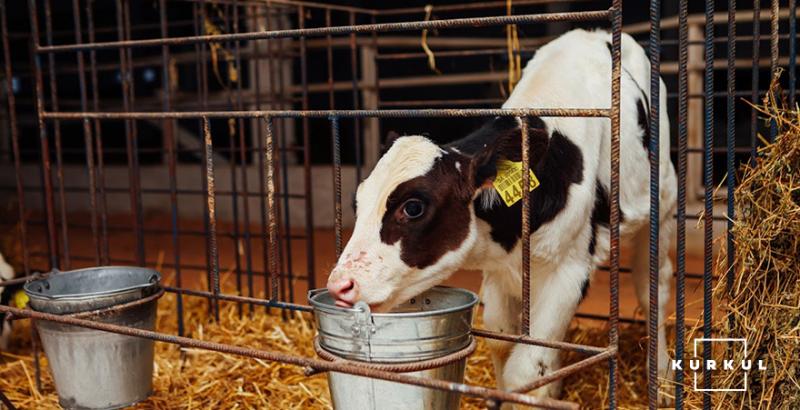 У квітні зросла умовна прибутковість виробництва молока — Ярмак