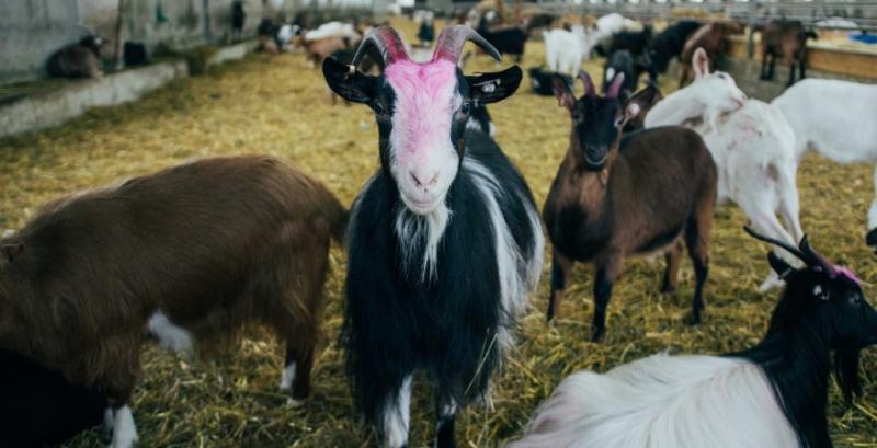 Тваринникам надаватимуть дотації за утримання кіз та овець
