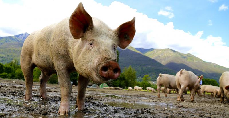 Ціни на живець свиней — прогноз на 17-23 травня