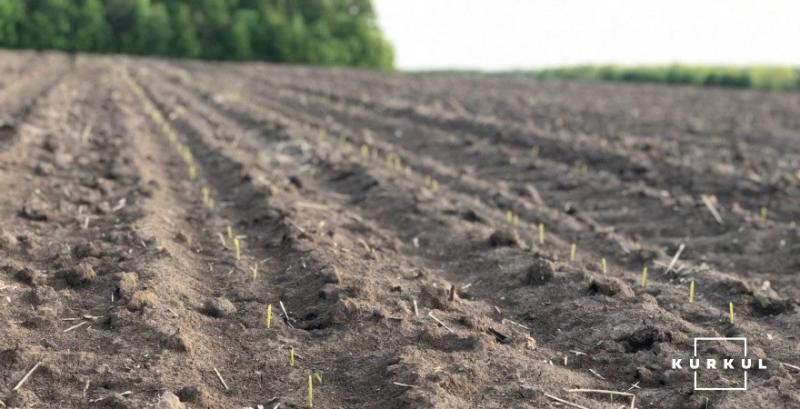 В Україні кукурудзою залишилось засіяти чверть прогнозованих площ