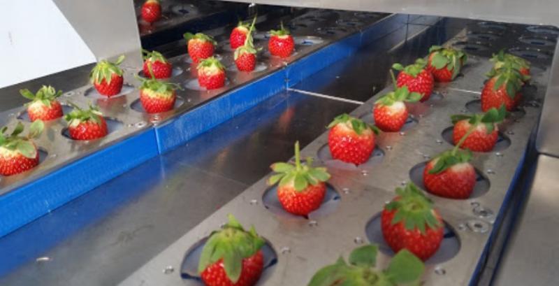 В Україні працюють дві італійські машини для видалення плодоніжки у полуниці