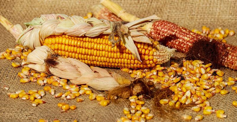 Ціни на кукурудзу досягли тритижневого мінімуму