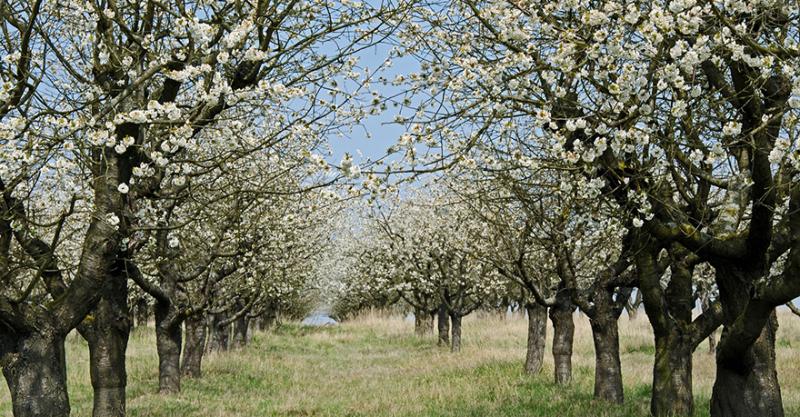В Україні до 20% плодових дерев уражено хворобами