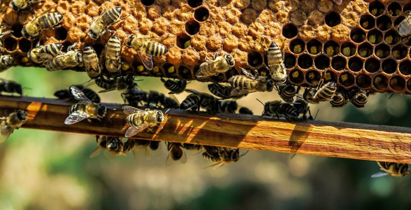 Ну Луганщині динамічно розвивається бджільництво