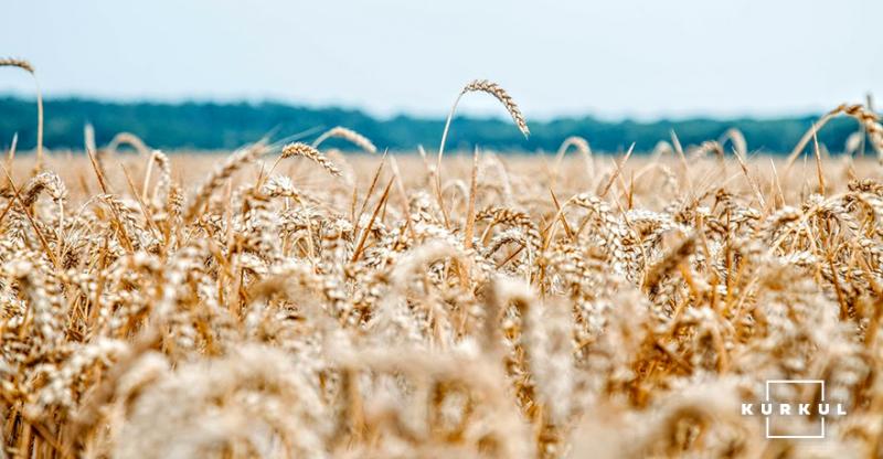 Експортні ціни на фуражну пшеницю будуть знижуватися — аналітики