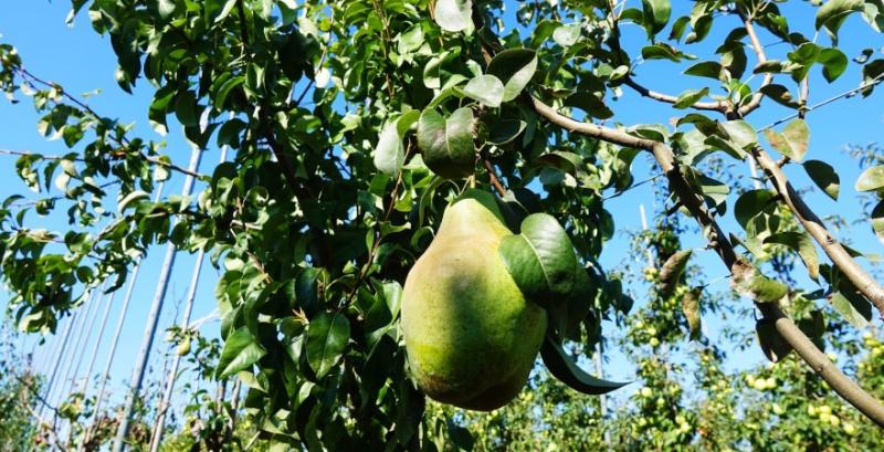 Сади України нарощують потужності фруктосховищ